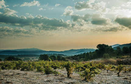 Atlan Artisan Murcia Globalwine